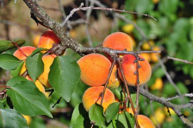 Kayısı ağacı üzerinde
