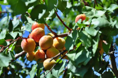 Kayısı ağacı üzerinde