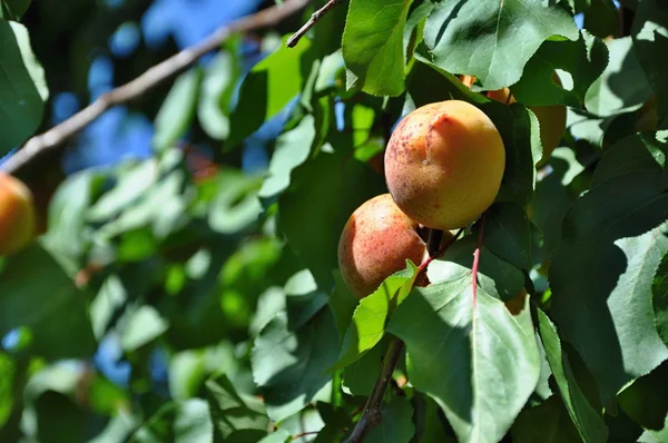 Apricots on tree — Stock Photo, Image