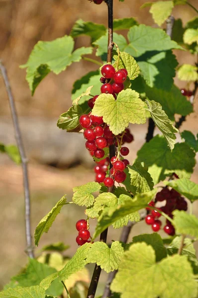 Kırmızı kuş üzümü — Stok fotoğraf