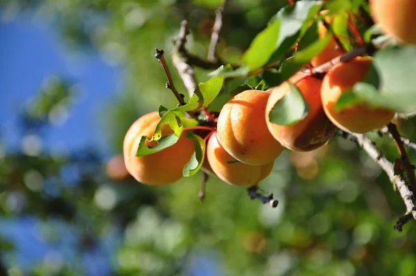 Albaricoques en el árbol — Foto de Stock