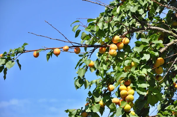 Albaricoques en el árbol — Foto de Stock