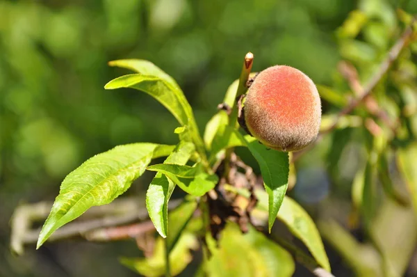 Aprikosen am Baum — Stockfoto