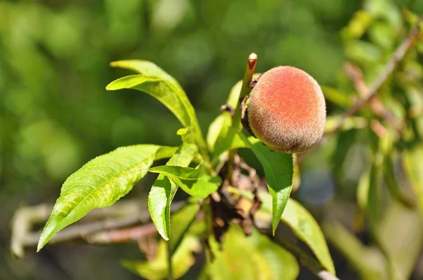 Albaricoques en el árbol — Foto de Stock