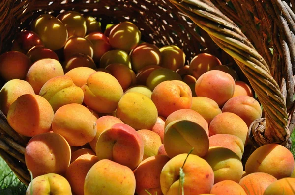 Albaricoques en cesta —  Fotos de Stock