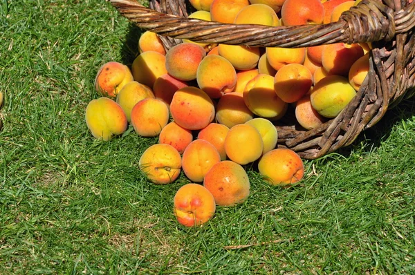 Apricots in basket — Stock Photo, Image