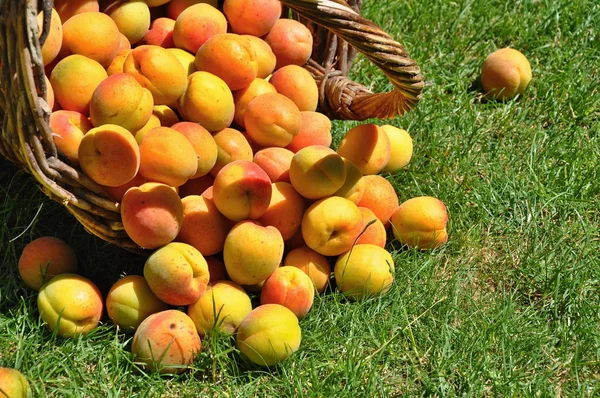 Apricots in basket — Stock Photo, Image