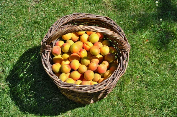 Apricots in basket — Stock Photo, Image
