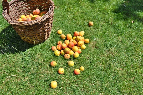 Apricots in basket — Stock Photo, Image