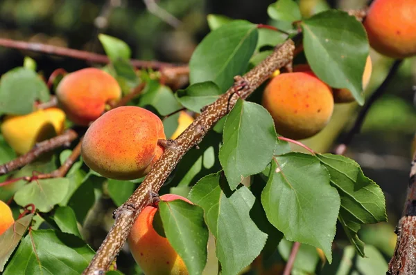 Albaricoques en el árbol — Foto de Stock