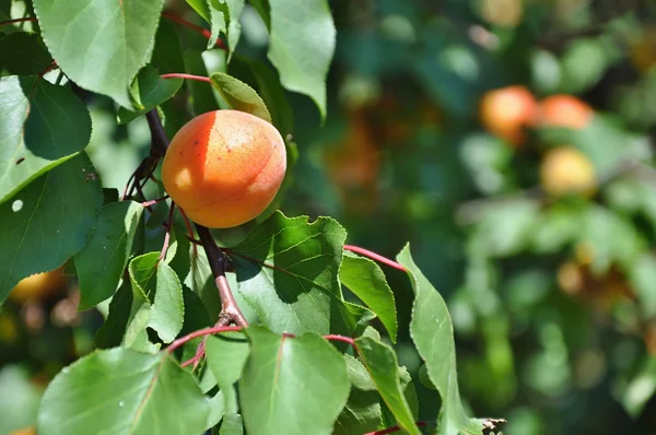 Albaricoques en el árbol — Foto de Stock