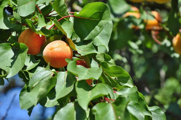 Apricots on tree — Stock Photo, Image