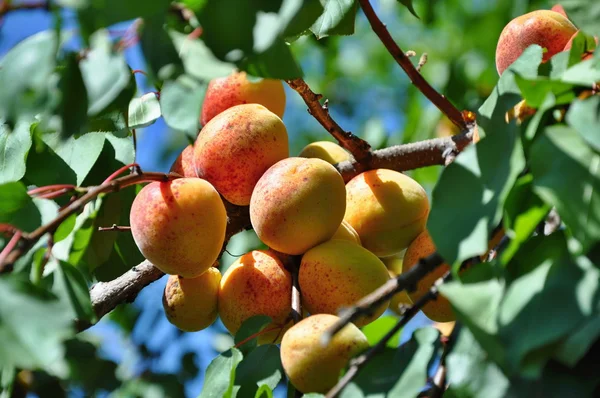 Albaricoques en el árbol — Foto de Stock