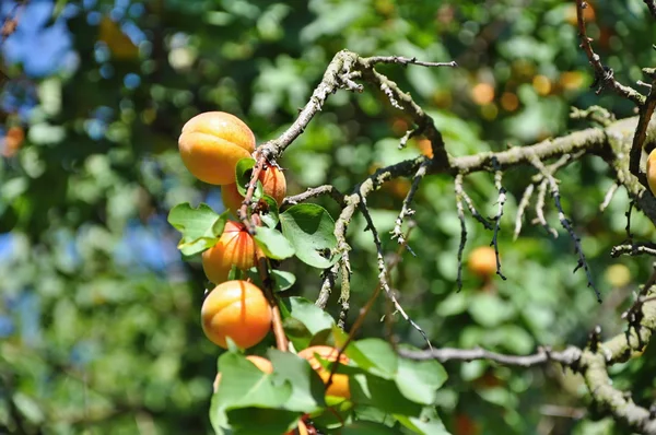 Albaricoques en el árbol — Foto de Stock