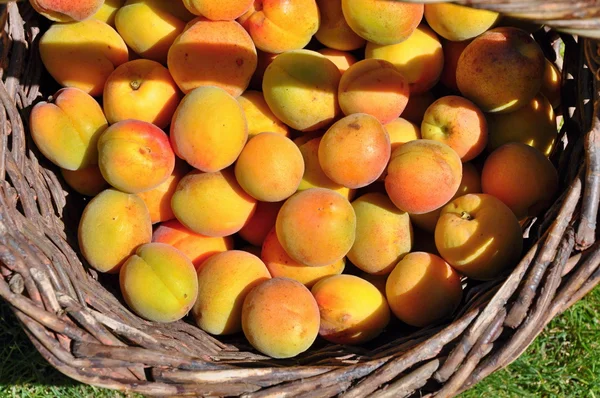 Albaricoques en cesta —  Fotos de Stock