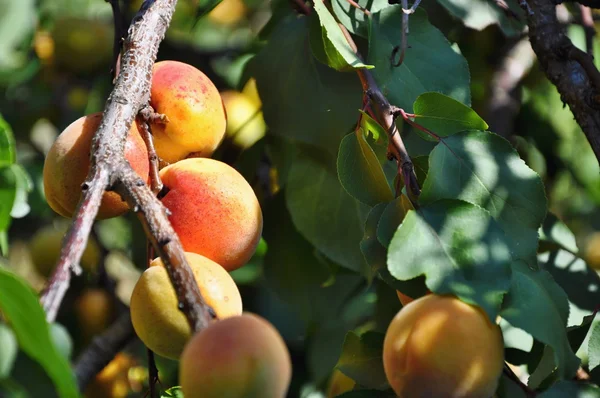 Albaricoques en el árbol — Foto de Stock