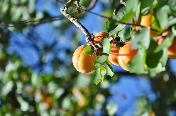 Abricots sur l'arbre — Photo