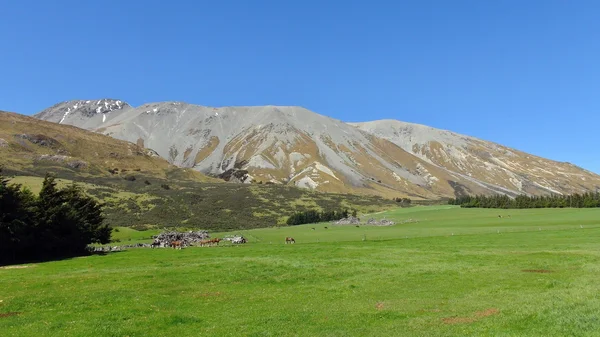 New Zealand nature — Stock Photo, Image