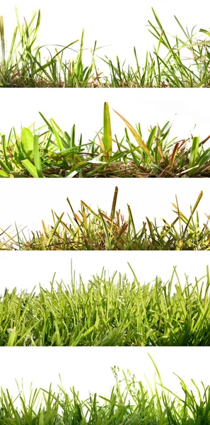 Vijf achtergronden instellen gras backlit — Stockfoto