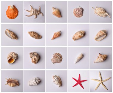 Grup izole deniz kabukları