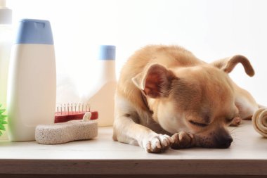 Köpek tımarlama arka plan chihuahua banyodan sonra rahatladı ve çevredeki ürünleri tımar etti. Ön manzara. Yatay bileşim.