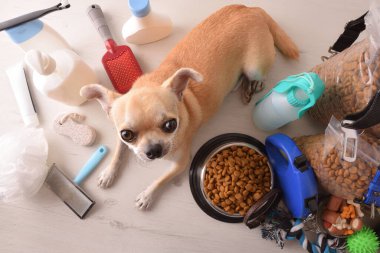Yürüyüş, oyun ve köpek için yiyecek ve aksesuarlar ve ahşap masadaki chihuahua. Manzara yükseldi. Yatay bileşim.