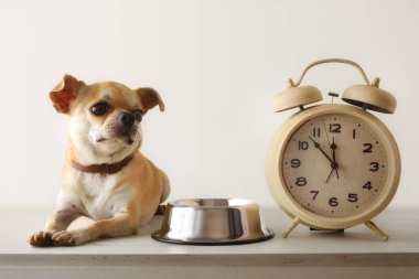 Chihuahua tabağının yanında öğle yemeği ve çalar saati bekliyor. Ön manzara. Yatay bileşim.