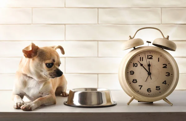 Chihuahua Impatiently Waiting Mealtime Looking His Bowl Next Alarm Clock — Stock Photo, Image