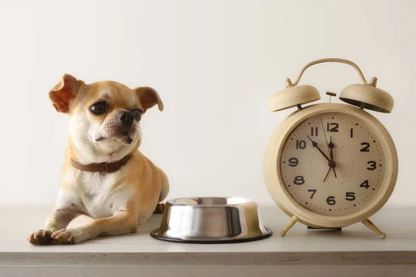 Chihuahua Waiting Lunch Next His Bowl Alarm Clock Front View — Stock Photo, Image