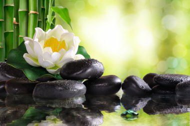 Water lily on lots of black stones reflected in water