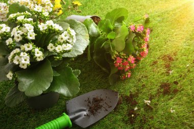 Yeşil çimenlerin üzerinde iki çiçek açan kanço bitkisi ve bir el malası ve sıcak güneş ışığında dökülen toprak. Açık havada canlı beyaz ve pembe çiçeklerin olduğu bahçe sahnesi.