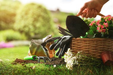 Yeşil çimenlikte çiçek, eldiven ve aletlerle hasır sepet tutan beyaz bir yetişkin. Bahar bahçıvanlığı ve açık hava yaşam tarzı konsepti sıcak güneş ışığı altında.