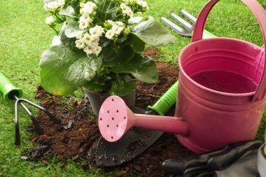 Sulama tenekesinin yanında beyaz çiçekli saksı ve çimenlerin üzerindeki aletler, sulama ve bitki bakımı kavramını gösteriyor.