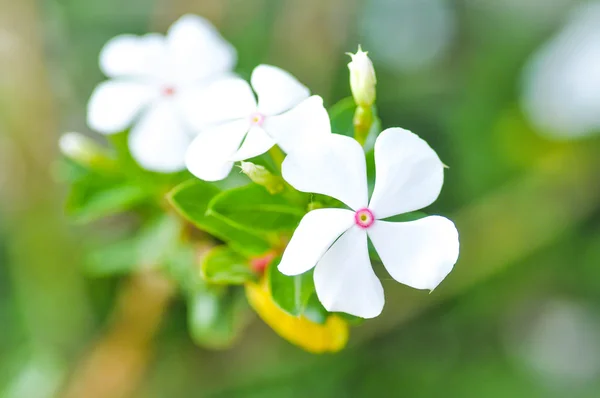 Ludwigia adscendens flores en el jardín —  Fotos de Stock