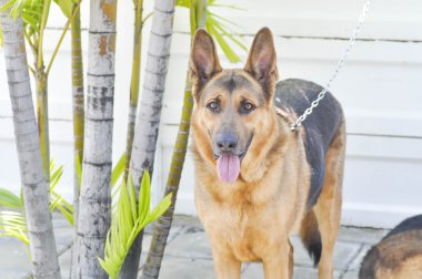 Amerikan çoban köpeği