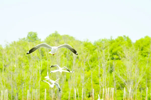 Fliegende Vögel in der Nähe des Waldes — Stockfoto