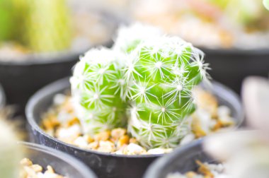 Çiçek saksısında kaktüs