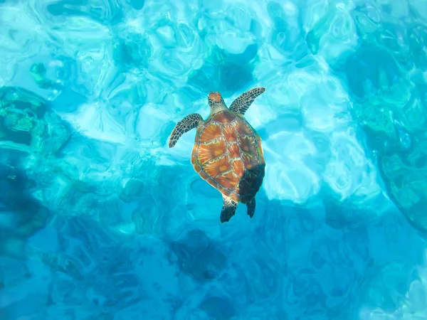 Tartaruga marinha em fundo desfocado — Fotografia de Stock