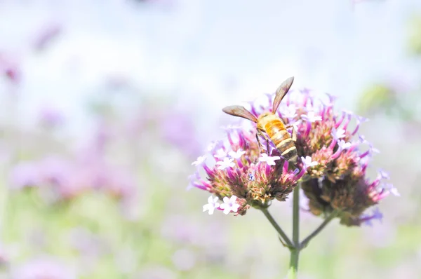 Bee on Verbena bonariensis flower — Stock Photo, Image