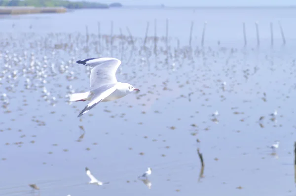 Aves gaviotas voladoras — Foto de Stock