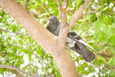 Ağaçtaki güvercin.