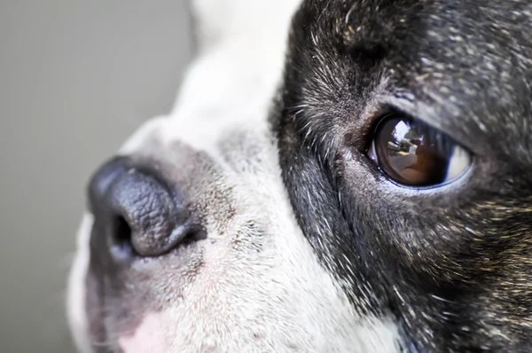 Fransız buldozer'ın yüz