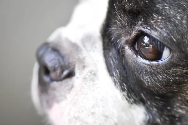 Cara de bulldog francés —  Fotos de Stock