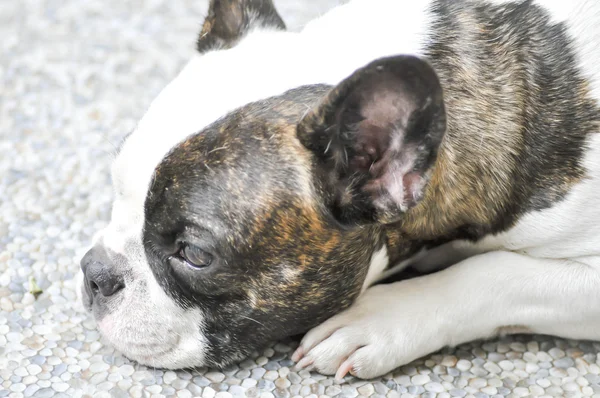 Bulldog francês distraído — Fotografia de Stock