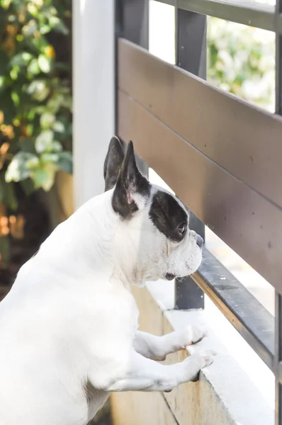 French  bulldog\'s holding the wall