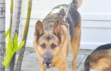 Amerikan çoban köpeği