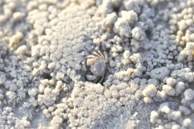 hayalet yengeç veya Mictyris Yengeç