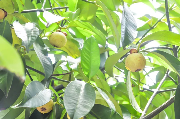 Strom mangostanu v sadu — Stock fotografie