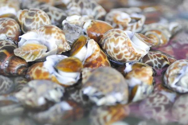 Spotted babylon or Babylonia areolata shell Stock Image