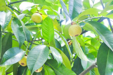 mangosteen ağaç meyve